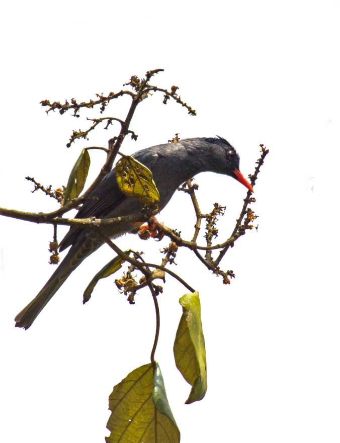 Black Bulbul by Brinda Suresh - La Paz Group