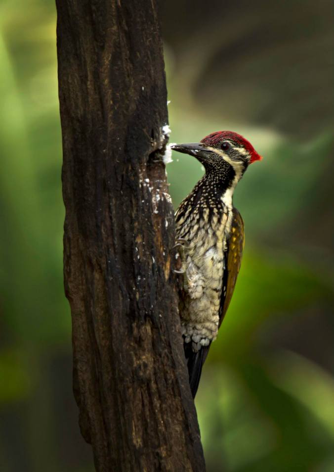 Black-rumped flameback by Brinda Surresh - La Paz Group