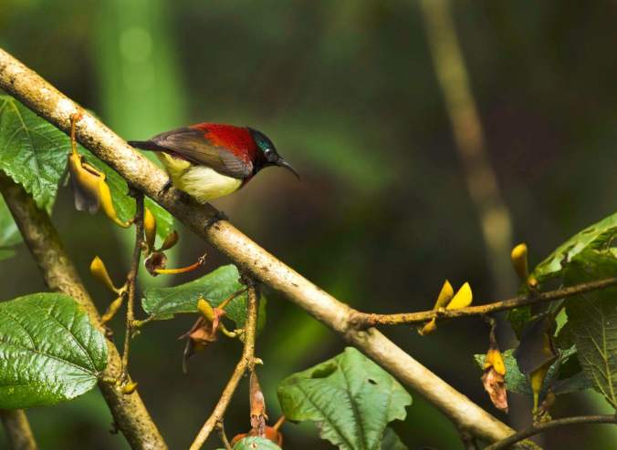 Crimson-backed Sunbird by Brinda Suresh - La Paz Group