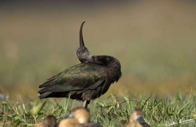 Glossy Ibis by Sudhir Shivaram - La Paz Group
