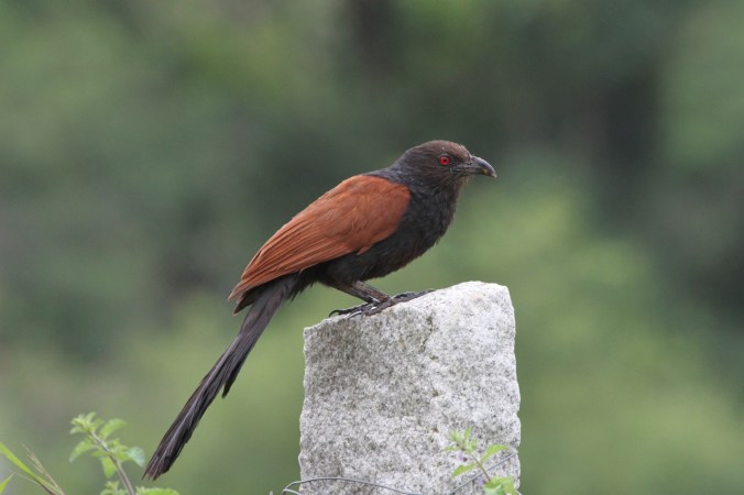 Greater Coucal by Anukash - La Paz Group