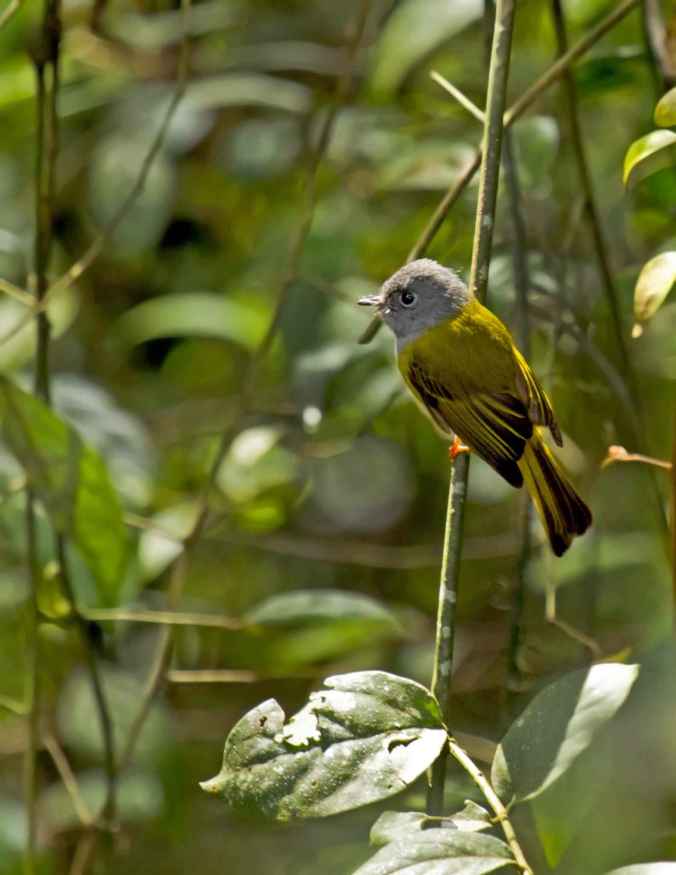 Grey-headed Canary-Flycatcher by Brinda Suresh - La Paz Group