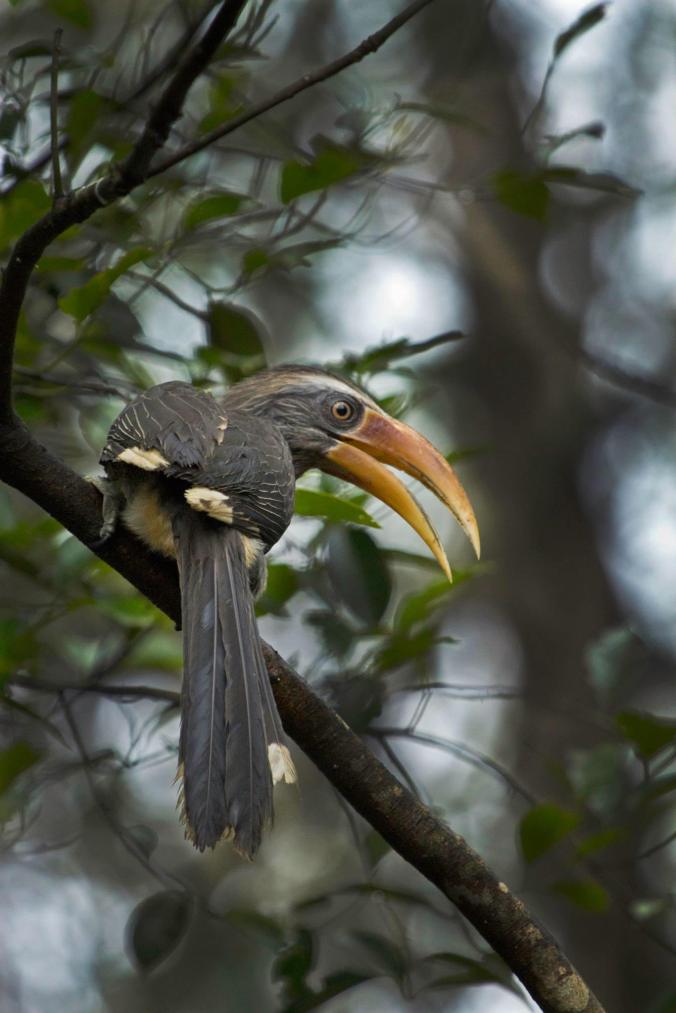 Malabar Gray Hornbill by Brinda Suresh - La Paz Group
