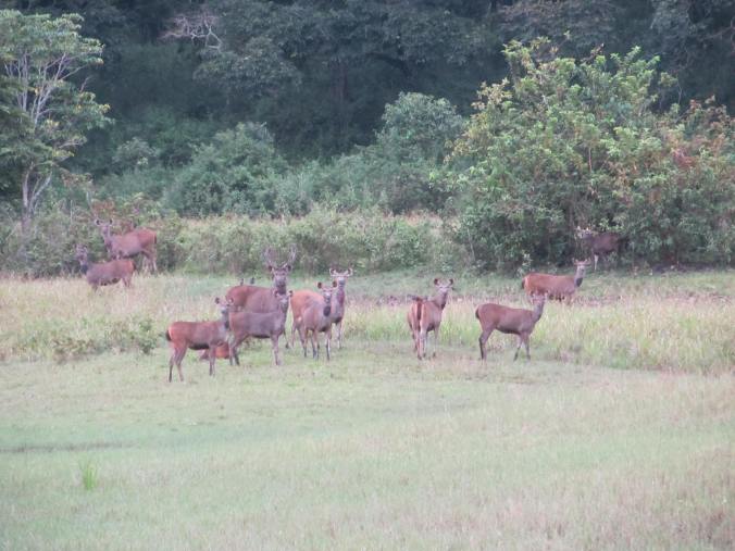 group of sambar deers