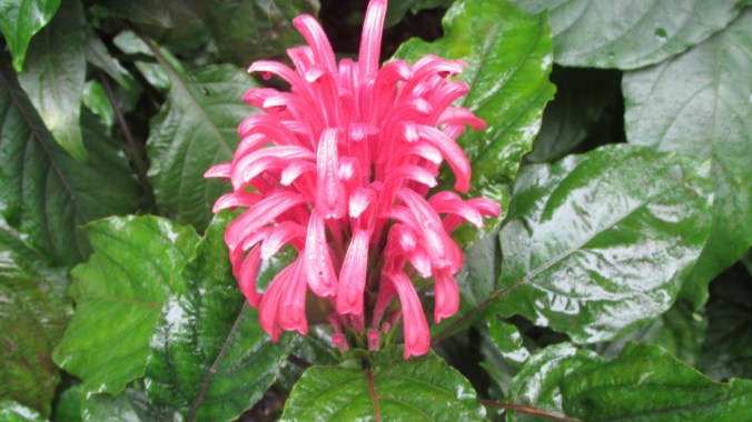 justicia carnea