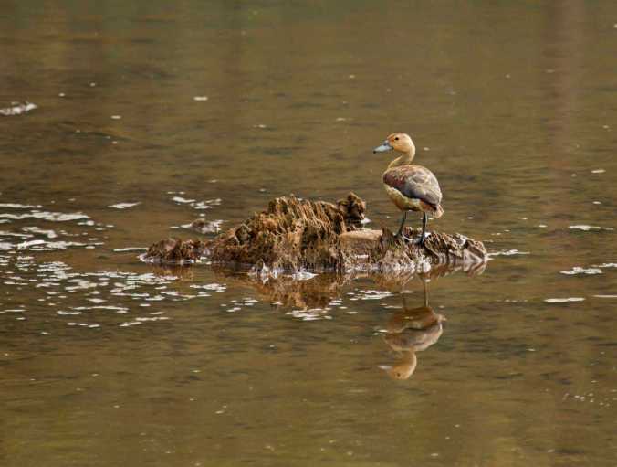 Lesser Whistling-Duck by Brinda Suresh - La Paz Group