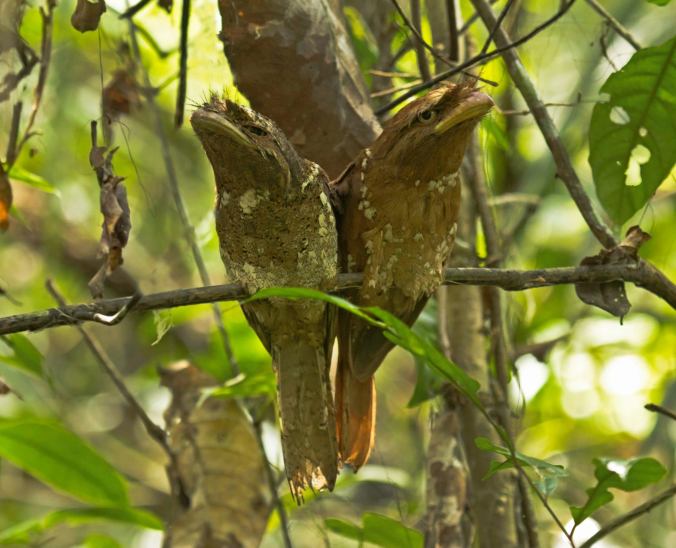 Srilankan Frogmouth by Brinda Suresh - La Paz Group