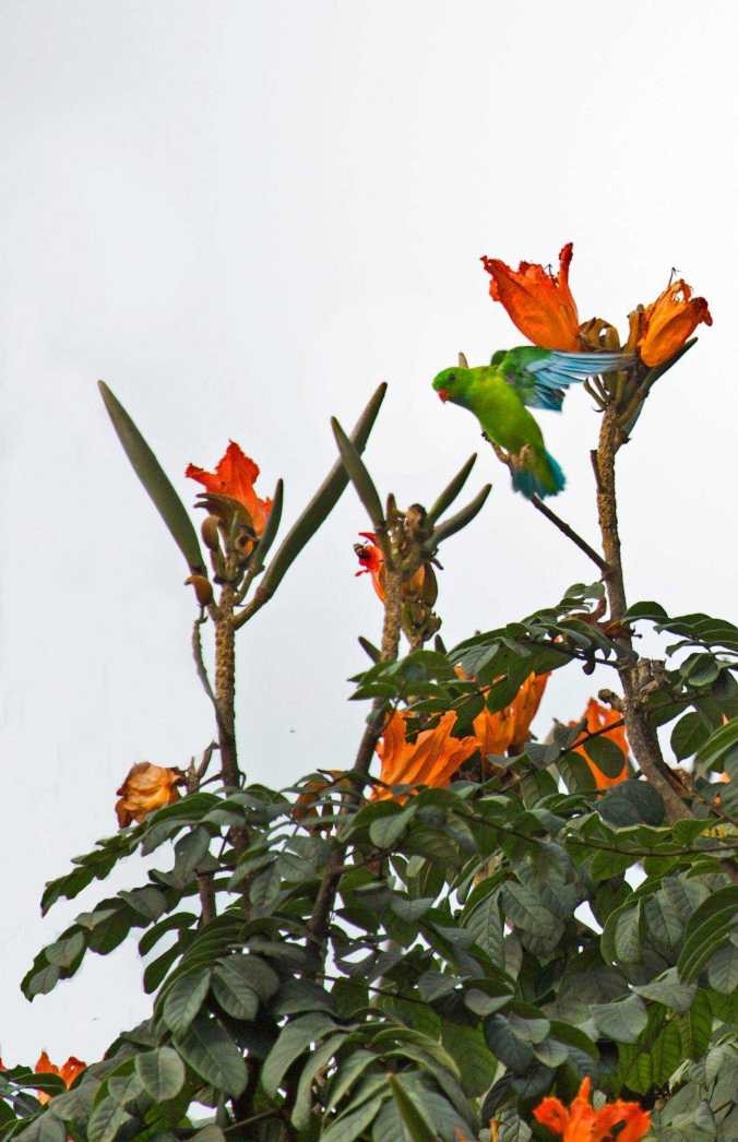 Vernal Hanging Parrot by Brinda Suresh - La Paz Group