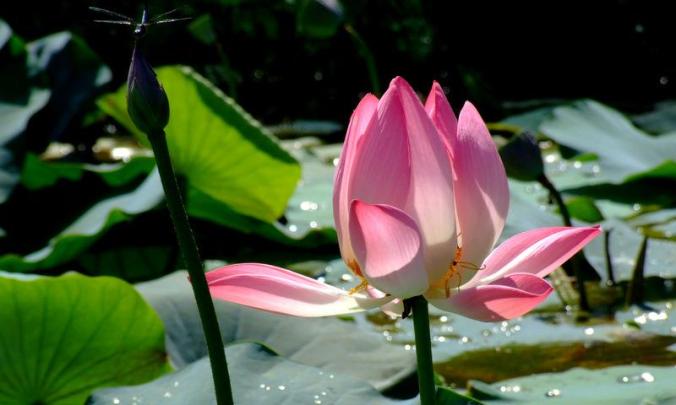 Photo credits : Ramesh Kidangoor