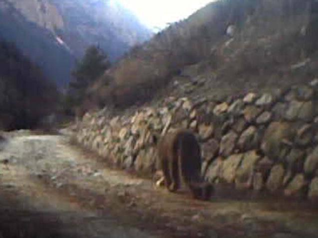 The shot of a snow leopard captured by one of the six cameras installed at Gangotri National Park, Uttarakhand, on Monday. Photo: Virender Singh Negi