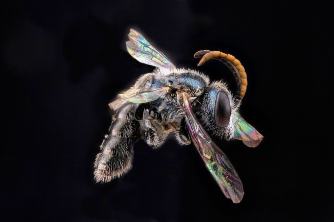 Lasioglossum near puteulanum, Male, March 2012 Oahu