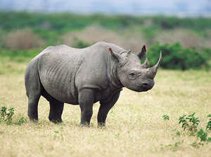 Tom Brakefield/Getty Images