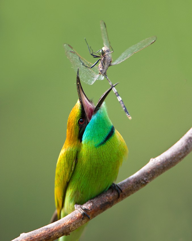 Green Bee-eater by Sudhir Shivaram - RAXA Collective