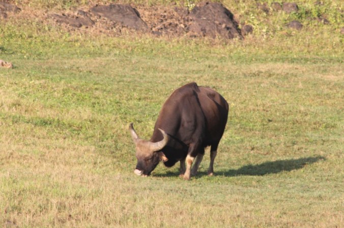 Wild Gaur