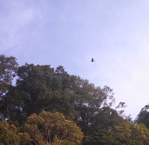A White- or Woolly-necked Stork carrying nest material to a large tree. Photo © author.