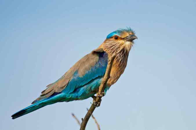 Indian Roller by Brinda Suresh - La Paz Group