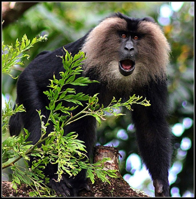 Photo credits : Aparna P