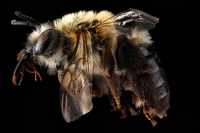 Macro photograph of bee #12