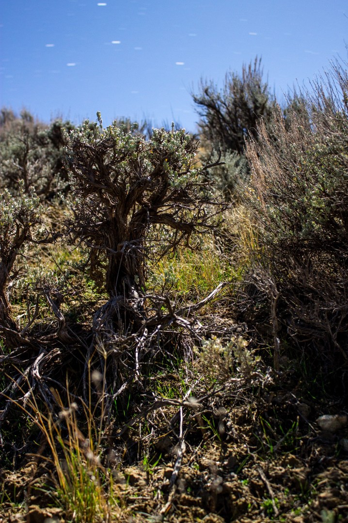 PhotoSingularities: Big Sagebrush in Moonlight (1)