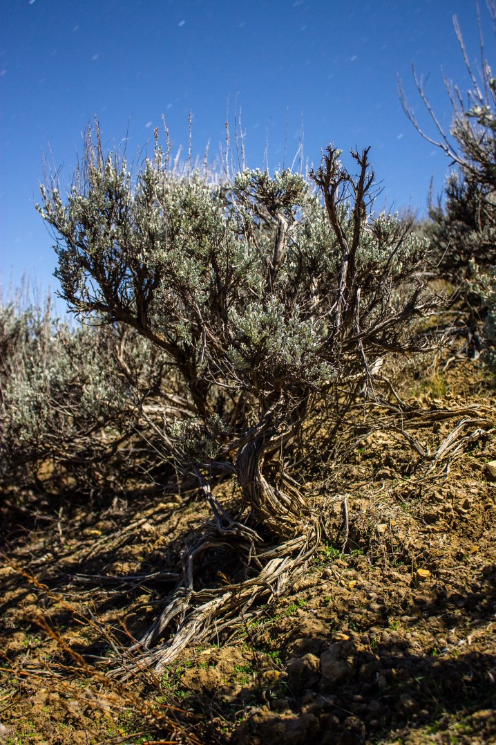 PhotoSingularities: Big Sagebrush in Moonlight (2)