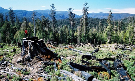 The Wilderness Society says more than 93% of the disputed area is old growth, rainforest or intact natural forest and non-forest. Photograph: AAP