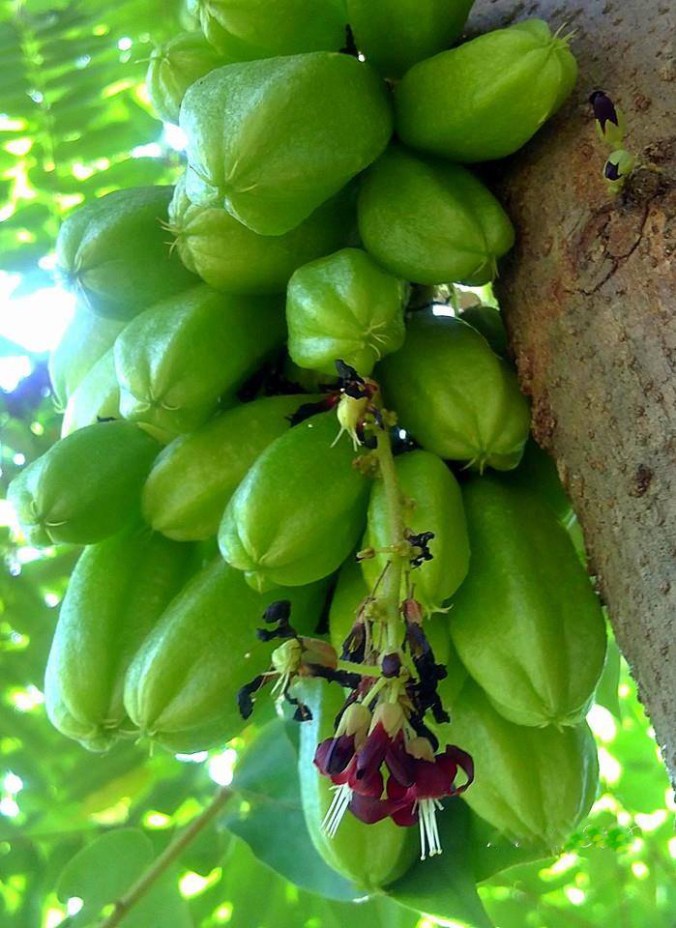 Photo credits : Kannadas KD