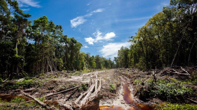 An access road is constructed in a peatland forest being cleared for a palm oil plantation on Indonesia's Sumatra island in 2013. Chaideer. Mahyuddin/AFP/Getty Images