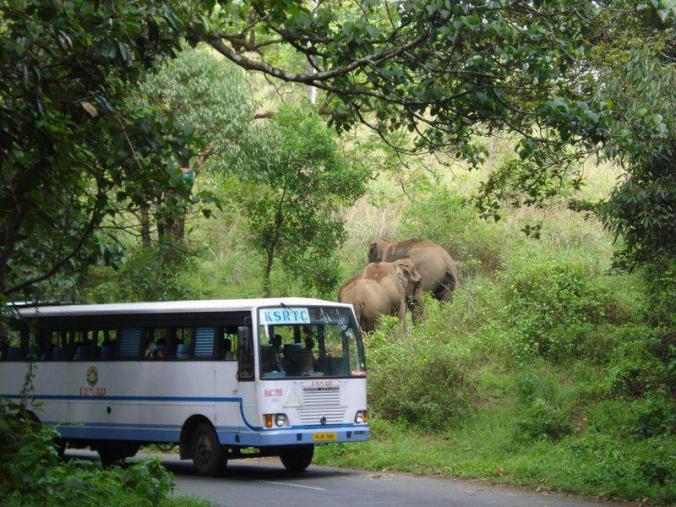 Photo credits : MN Shaji