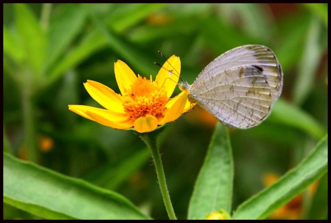 Photo credits :Aparna p