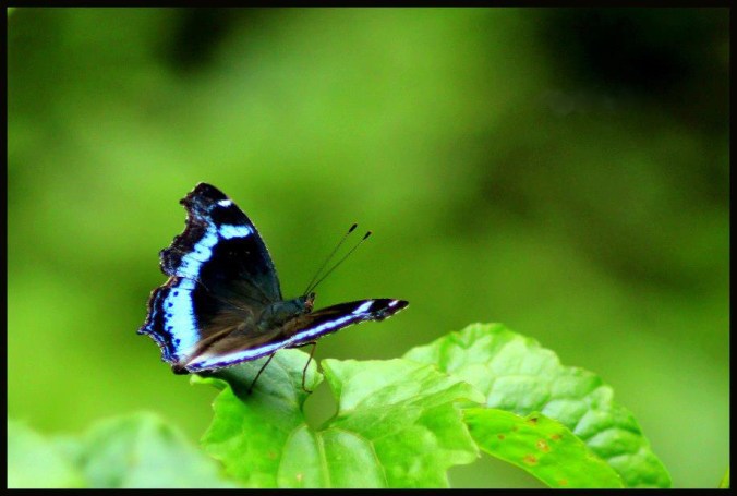 Photo credits : Aparna P