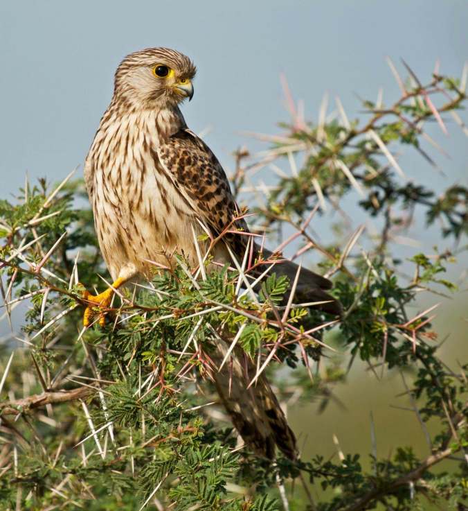 Common Kestrel by Brinda Suresh - La Paz Group