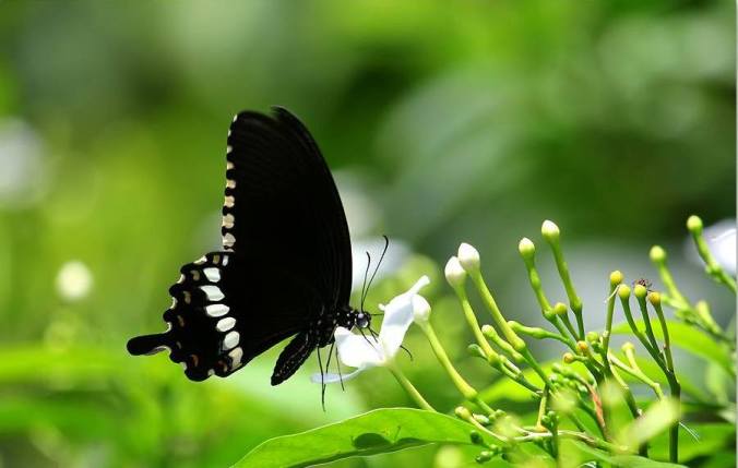 Photo Credit : Aparna P