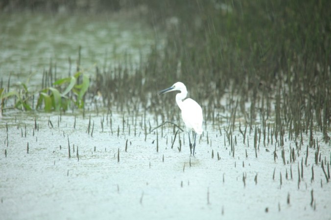 Photo credits : MN Shaji