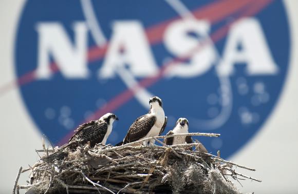 A family of Osprey are seen outside the NASA Kennedy Space Center Vehicle Assembly Building in Cape Canaveral, Florida in this file photo taken May 13, 2010. CREDIT: REUTERS, BILL INGALLS, NASA/HANDOUT/FILES