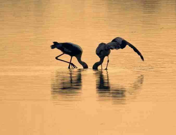 Painted Stork by Brinda Suresh - Organikos
