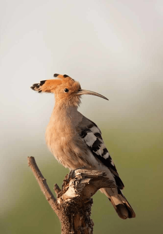 Common Hoopoe by Sudhir Shivaram - La Paz Group