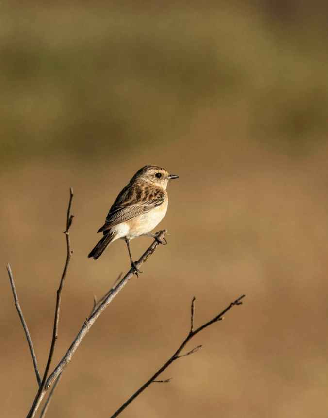 Siberian Stonechat by Brinda Suresh - La Paz Group