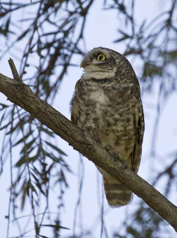 Spotted Owlet by Brinda Suresh - La Paz Group