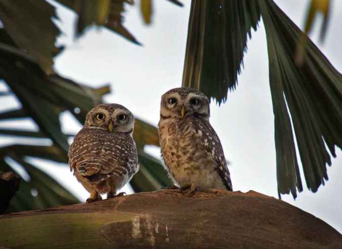 Spotted Owlet by Brinda Suresh - La Paz Group