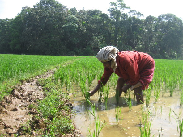 Vishnu Varma. A Kudumbashree worker involved in community farming near the Kerala village of Kadakkanad. Around 260,000 workers currently till and harvest more than 60,000 acres throughout the state.