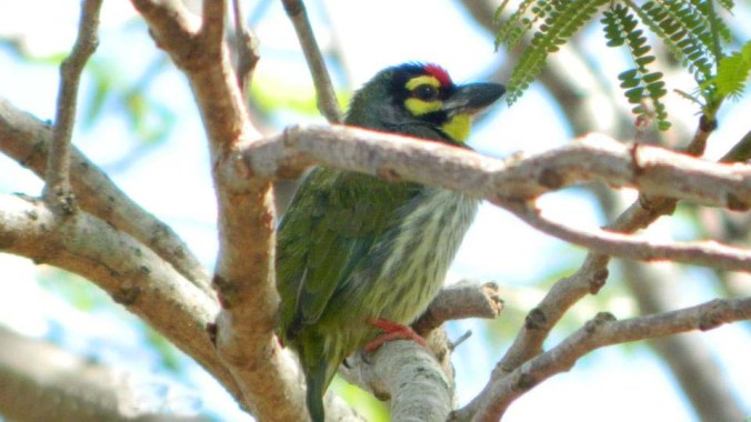 Photo credits : Arid V K