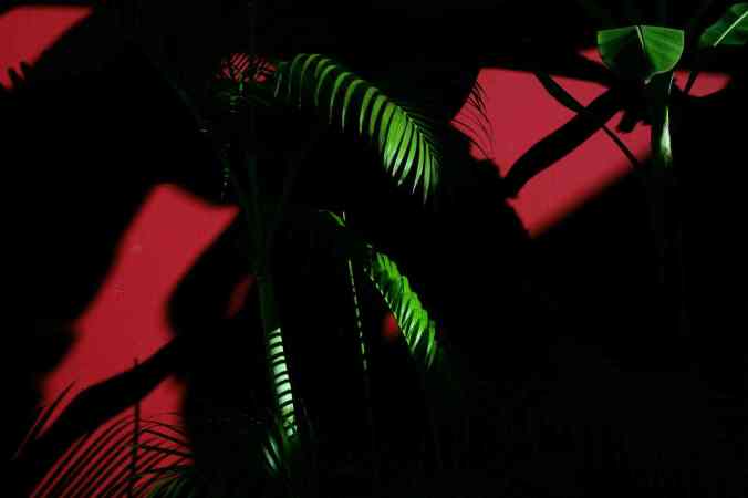 Palm trees in the tiny fishing village of Brito. In the mid-nineteenth century, Cornelius Vanderbilt, the American steamship and railroad tycoon, developed a route across the Nicaraguan isthmus, and his passengers transferred from stagecoach to steamship here.