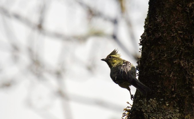 Black-lored Tit by Brinda Suresh - La Paz Group