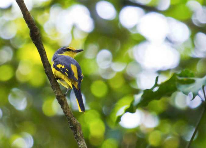 Orange Minivet by Brinda Suresh - La Paz Group