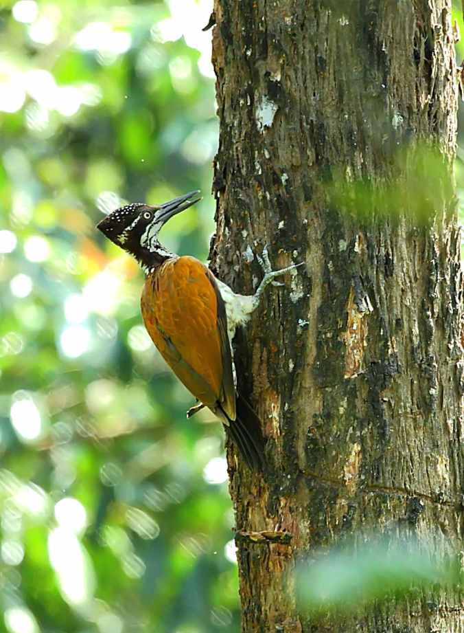 Greater flame back by Anukash - La Paz Group