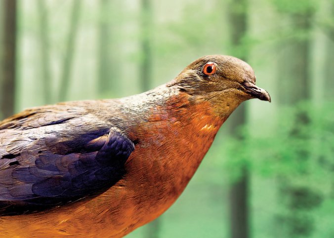 Passenger Pigeon Extinct 1914. Billions of the pigeons were alive just a few decades earlier. Like the other animals shown here, it has been proposed for de-extinction projects. Credit Stephen Wilkes for The New York Times. Passenger pigeon, Museum of Comparative Zoology, Harvard University.