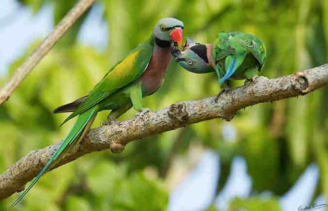 Red Breasted Parakeet by Sudhir Shivaram - La Paz Group