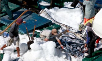 A catch of tuna from an illegal purse seine fishing vessel is loaded onto a cold storage vessel off the Indonesian coast. Photograph: Alex Hofford/AFP/Getty Images