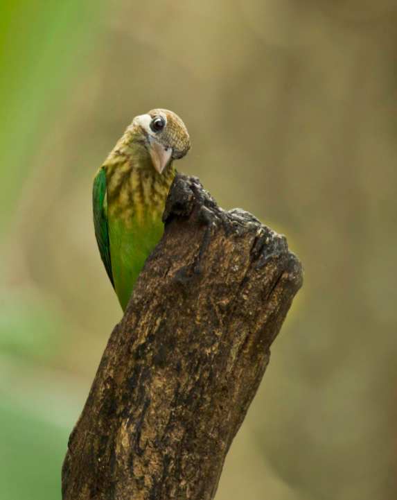 White-cheeked Barbet by Brinda Suresh - La Paz Group