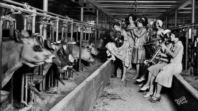 The Ingenues, an all-girl band and vaudeville act, serenade the cows in the University of Wisconsin, Madison's dairy barn in 1930. The show was apparently part of an experiment to see whether the soothing strains of music boosted the cows' milk production. Angus B. McVicar/Wisconsin Historical Society